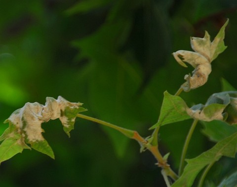 Erysiphe_ platani Erysiphe platani (Howe 1874) U. Braun & S. Takamatsu 2000 Wirt: Platanus x hybrida Bemerkungen: auf Platane werden 2 echte Mehltaupilze gefunden. Phyllactinia...